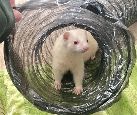 8 Best Ferret Toy EVER: Super Jumbo Crinkle Tunnel Thru | Etsy