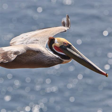 Animals - Island of the Blue Dolphins (U.S. National Park Service)