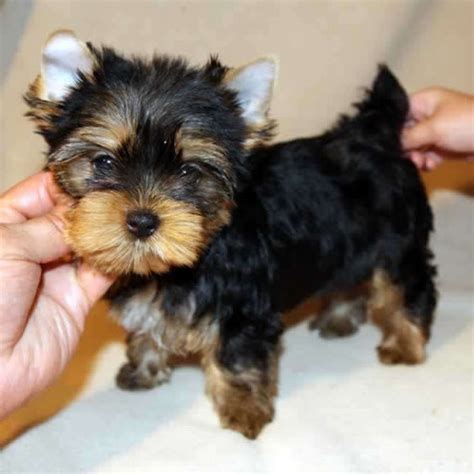 Teacup Yorkie Poo Full Grown Size - Pets Lovers