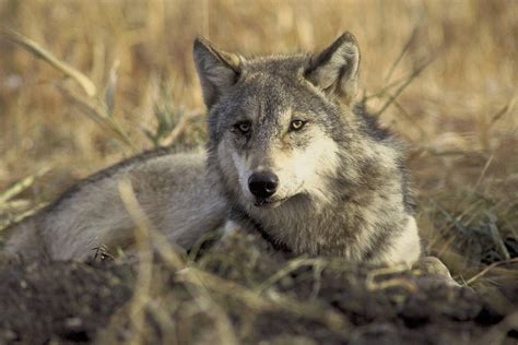 Montana Wolf Policies Are Destroying State's Reputation As Beacon For Wildlife Management