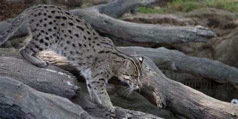 Fishing cat | Smithsonian's National Zoo and Conservation Biology Institute