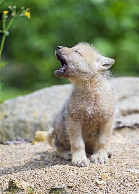 Baby arctic wolf : r/aww