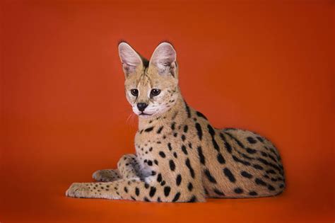 Serval Cat - Animal Facts Encyclopedia