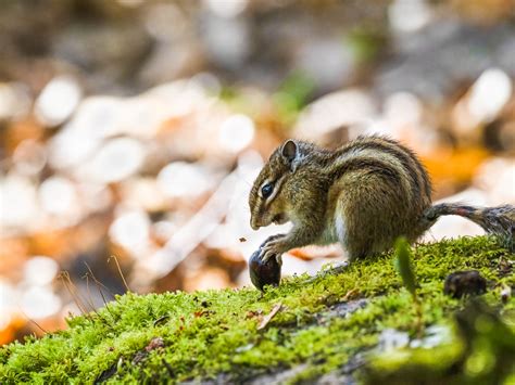 Siberian Chipmunk | Flickr