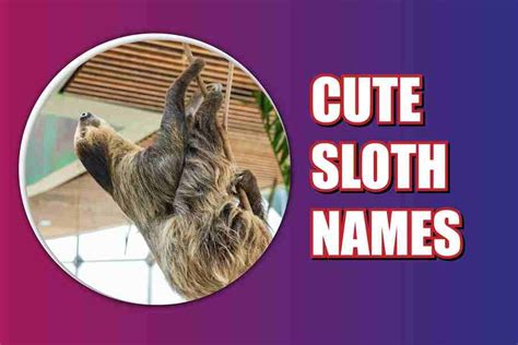 180 Cute Sloth Names: Picking The Perfect Name - Symboli Mag