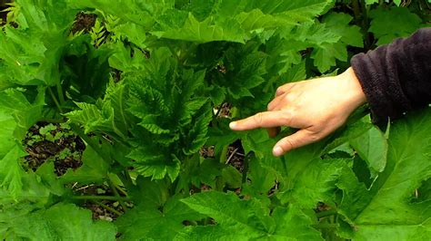 Gardentalk — Harvesting and using wild celery and devil's club - Herbal Plant Power