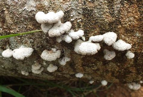 Schizophyllum commune, Split Gill fungus