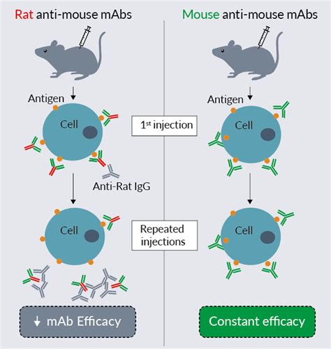 Mouse anti-mouse mAbs | InvivoGen