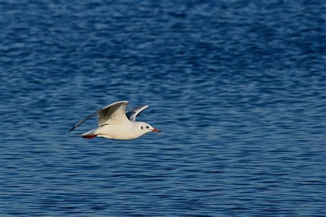 Gull Baltic Sea Flying - Free photo on Pixabay