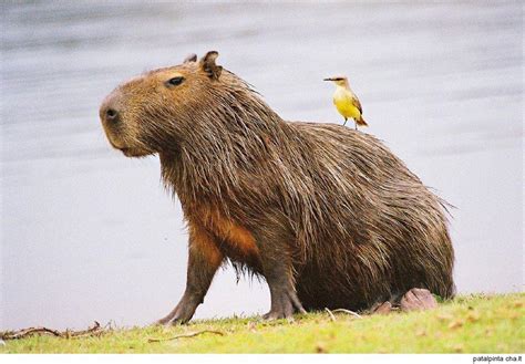 Animals Sitting on Capybaras — Majestic Capybara and Bird duo