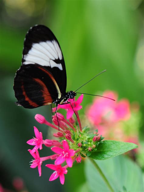 Pretty Butterfly on Pink Flower Wallpaper - iPhone, Android & Desktop Backgrounds