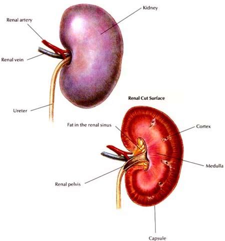 Canine Kidney disease...and how to deal with it