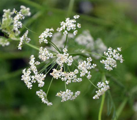 Trachyspermum ammi - Ajwain - Seeds