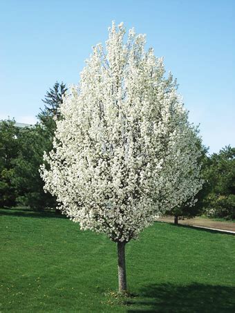 Cleveland Pear Tree Guide | Buying, Planting, & Caring for Cleveland ...