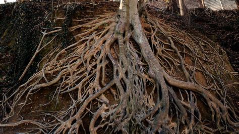 Greenville's 'root tree' grows a following