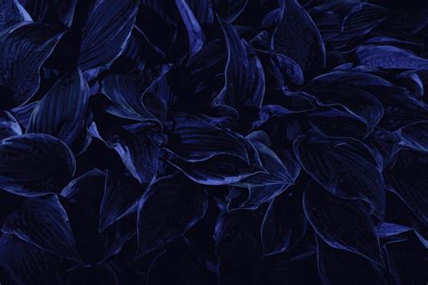 Aesthetic Dark Blue Flowers Wallpaper - Download Free Mock-up