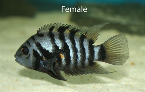 Breeding Convict Cichlids: A Comprehensive Guide