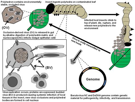 Viruses | Free Full-Text | Expression, Delivery and Function of ...