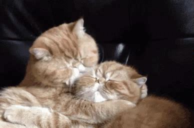 Awww GIF - Awww - Discover & Share GIFs