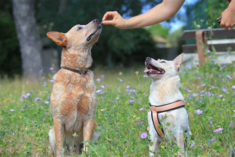 Australian cattle dog: Dog breed characteristics & care