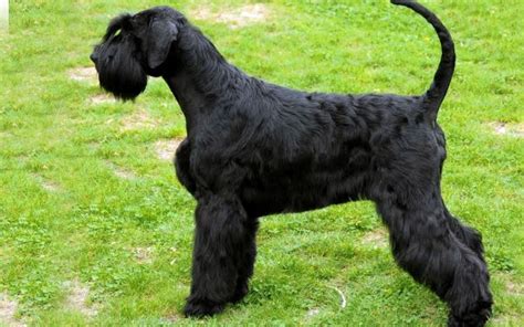 Giant Schnauzer Puppies Breed information & Puppies for Sale