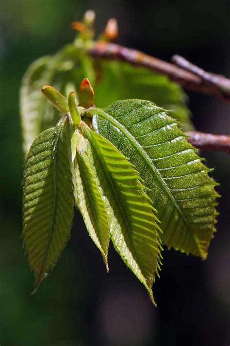 The Return of the American Chestnut Tree | Triangle Gardener Magazine