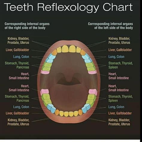 Teeth To Organ Chart - chartdevelopment