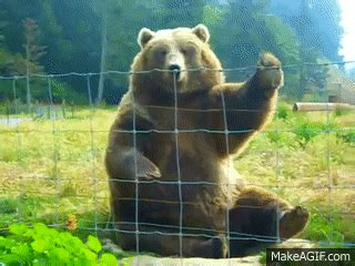 Waving Bear Animated Gif