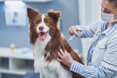 Canine Influenza Vaccine: All About the Dog Flu Shot | Great Pet Care