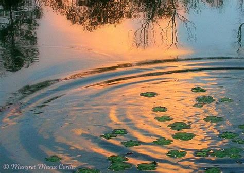 Ripples in a pond - a photo on Flickriver