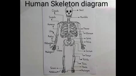 Skeletal System Diagram Labeled