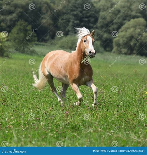 Beautiful Chestnut Horse With Blond Mane Running In Freedom Stock ...