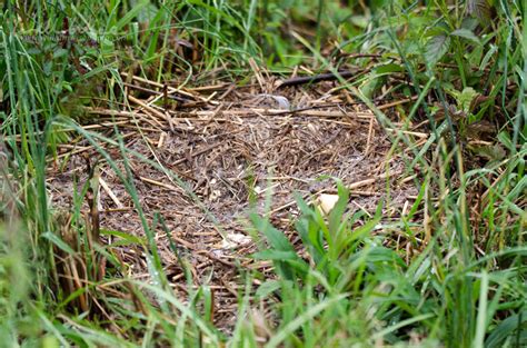 Mallard Duck nest plundered by predators - WILLIAM WISE PHOTOGRAPHY