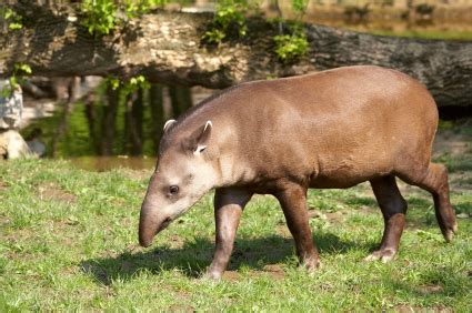 Brazilian Tapir Facts for Kids