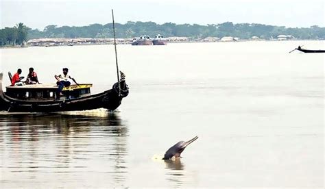 Ganges River Dolphin – "OCEAN TREASURES" Memorial Library