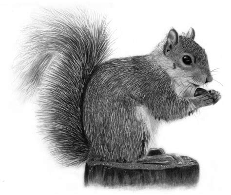 how to draw a realistic squirrel - Google Search | Squirrel illustration, Squirrel art, Drawings