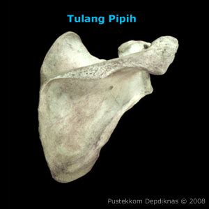 Tulang Keras(Osteon) | BIOLOGIPEDIA