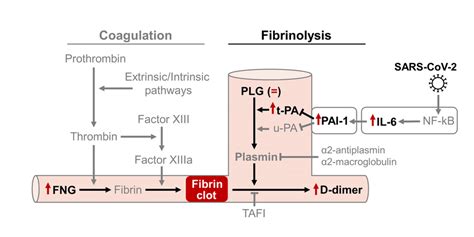 Diagram of the major components of the fibrinolytic and coagulation... | Download Scientific Diagram