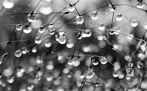 Macro photography of dew drops on stems HD wallpaper | Wallpaper Flare