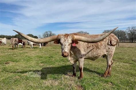 An Easy Guide to Coloration of Texas longhorn Cattle - GVR Longhorns LLC