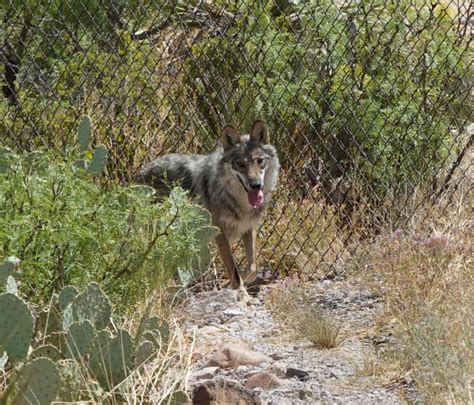 Mexican Wolf | Turner Endangered Species Fund