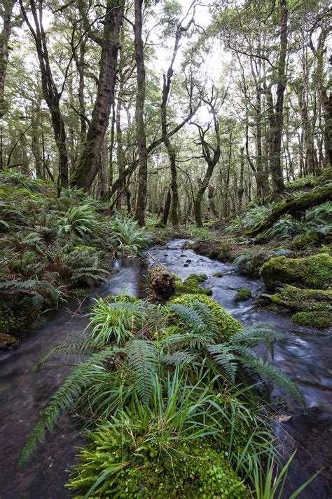 New Zealand Forest - Highlux Photography