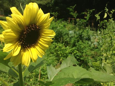 1920x1080 wallpaper | yellow sunflower | Peakpx