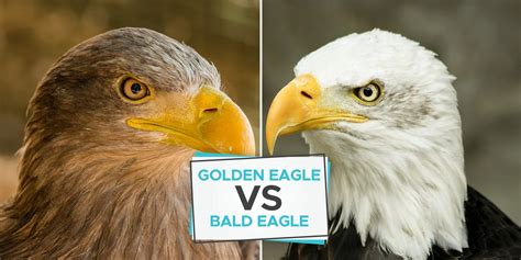 Golden Eagle vs Bald Eagle: What’s The Difference? - Birdwatching Buzz