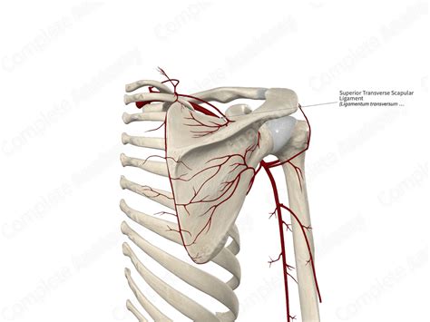 Superior Transverse Scapular Ligament | Complete Anatomy