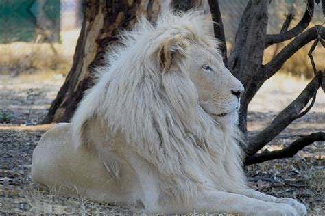 white lion | Skulls and Lions