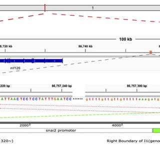 Mapping of the 2 transgene integration loci to chromosome 1 of the X ...