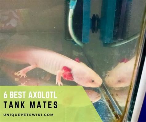 6 Best Axolotl Tank Mates