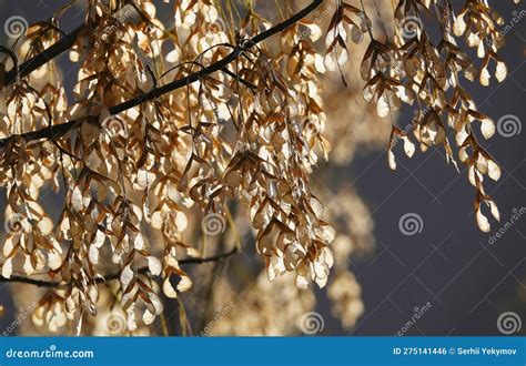 Ash tree with seeds stock photo. Image of ukraine, city - 275141446