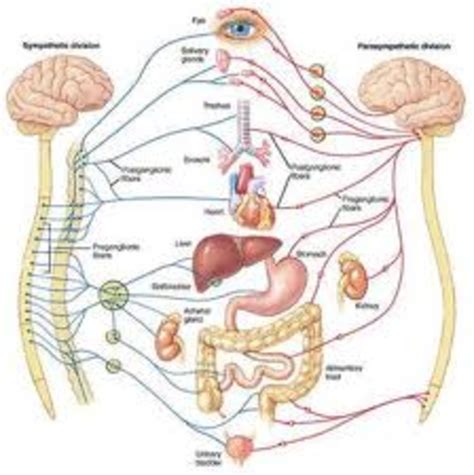 The Solar Plexus - Man's Abdominal Brain | HubPages